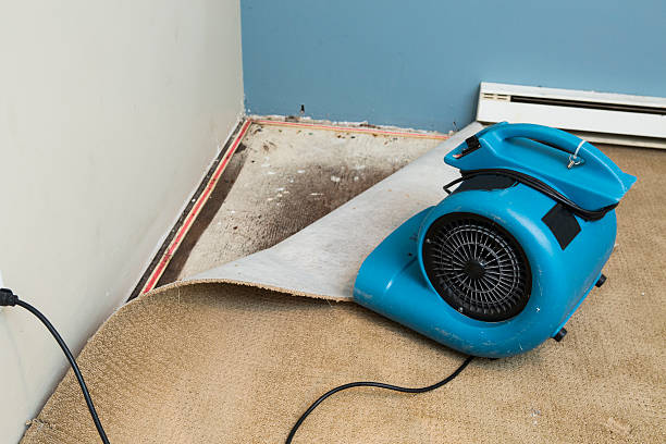 Best Water damage restoration near me  in South Pasadena, FL